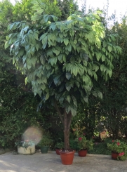 053 Veštačko drveće